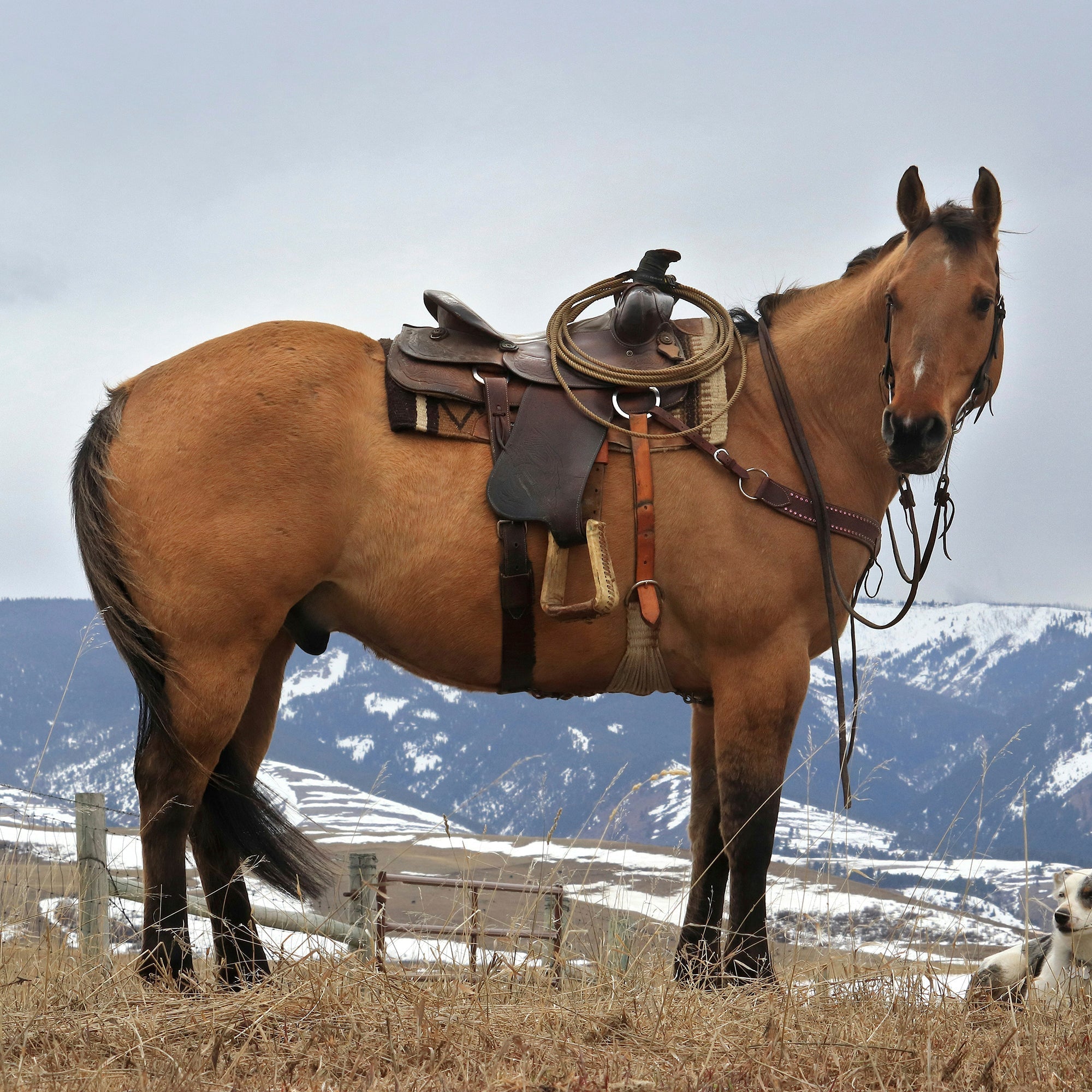 Western saddle on a horse in the open Montana range