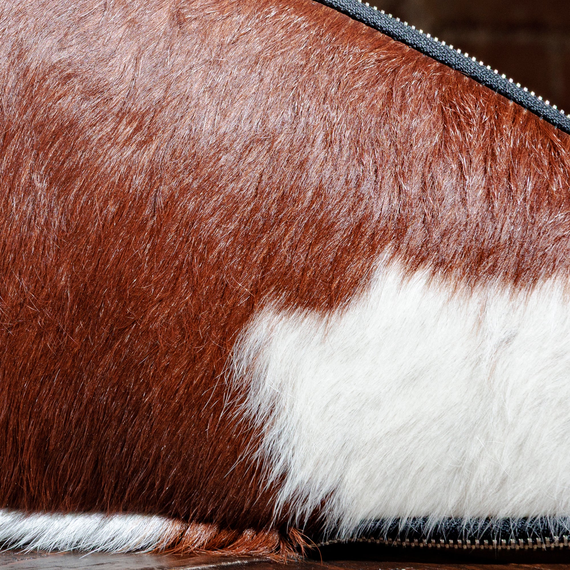 Close-up of chestnut and white hair-on-hide leather texture on Western case