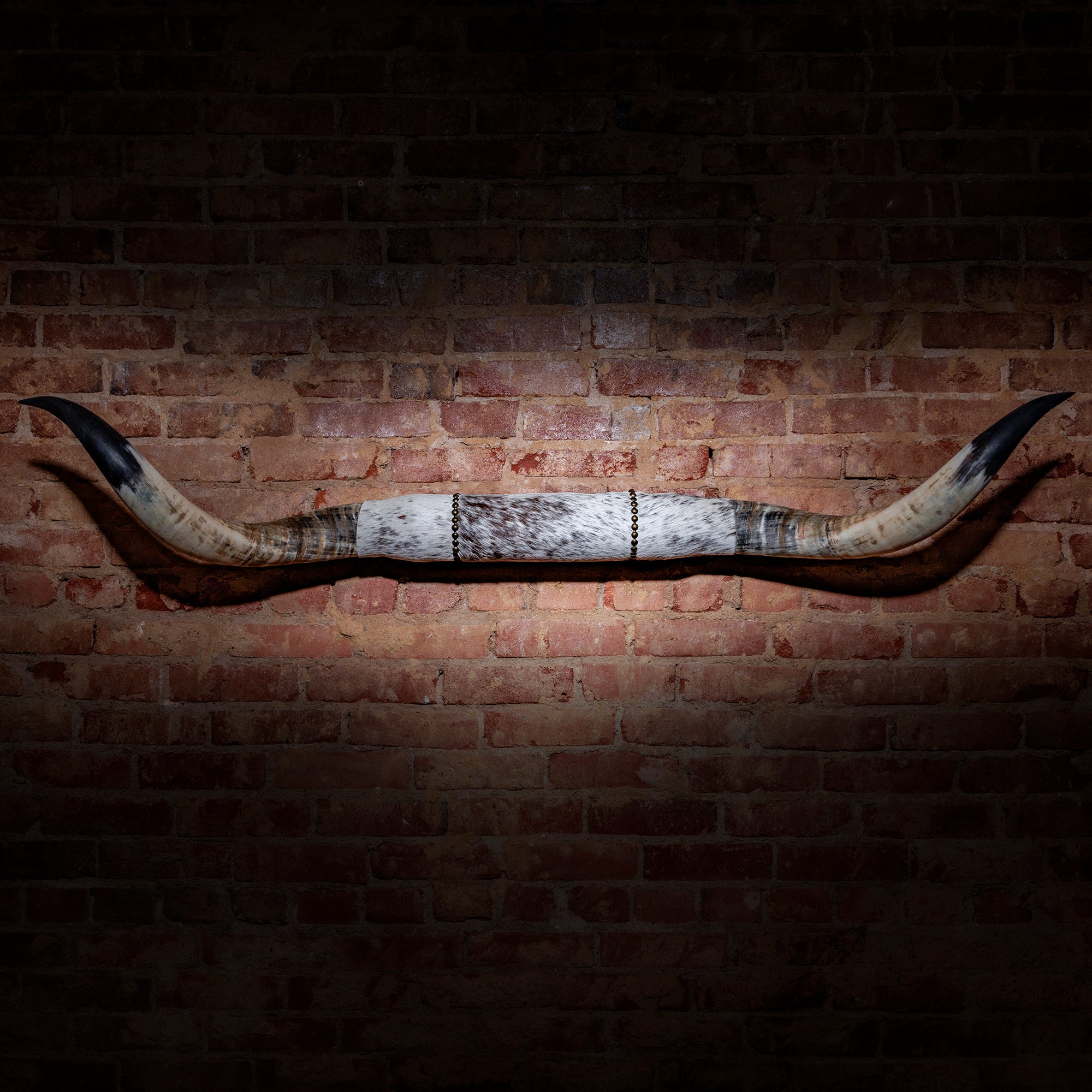 Mounted Longhorn Horns