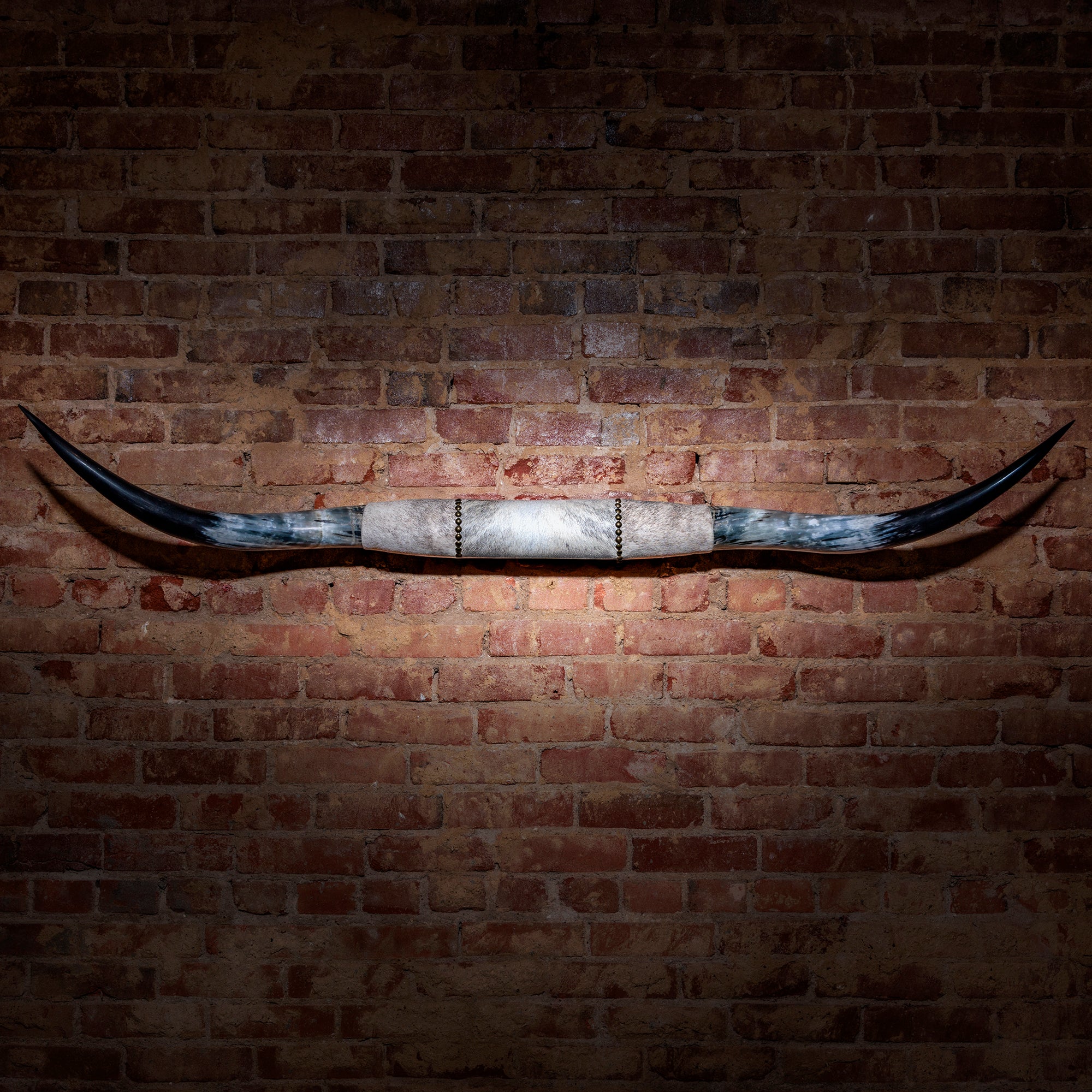 Mounted Longhorn Horns