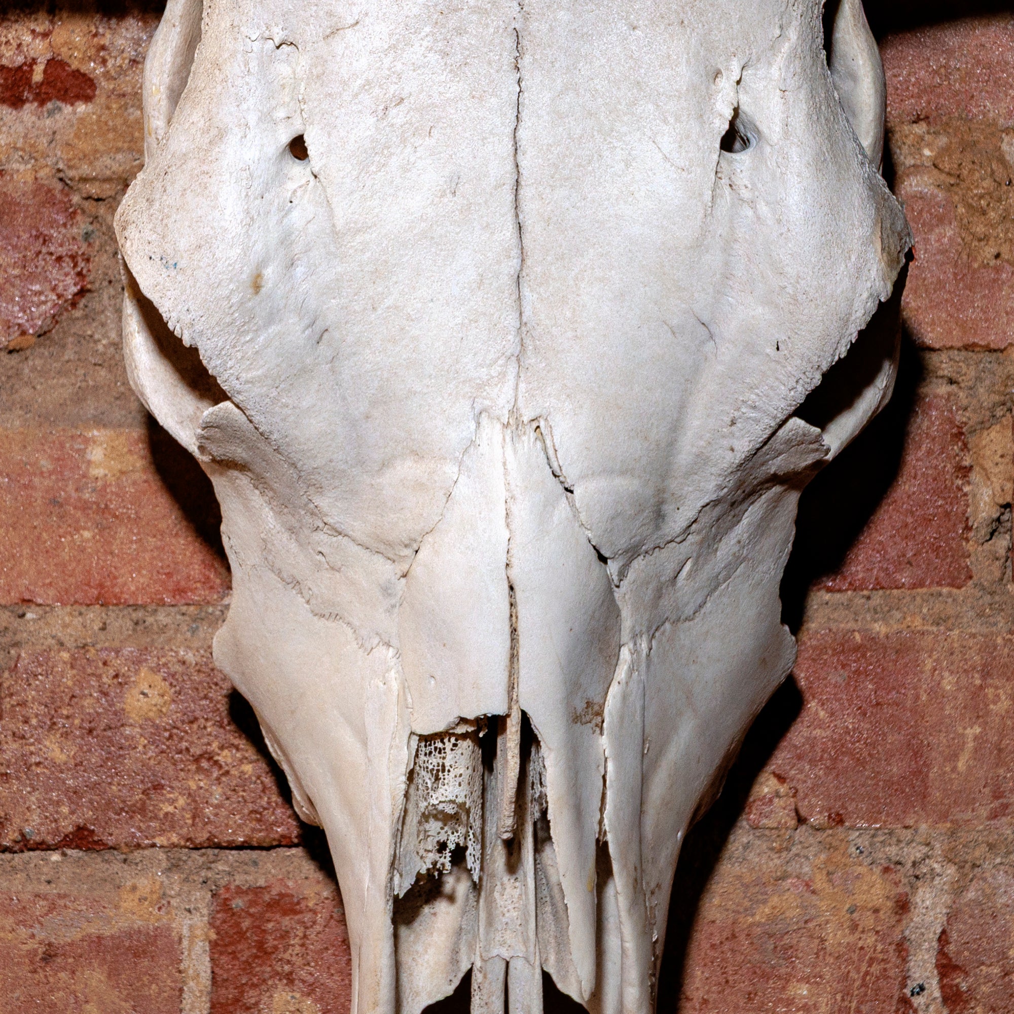 natural-bull-skull-detail