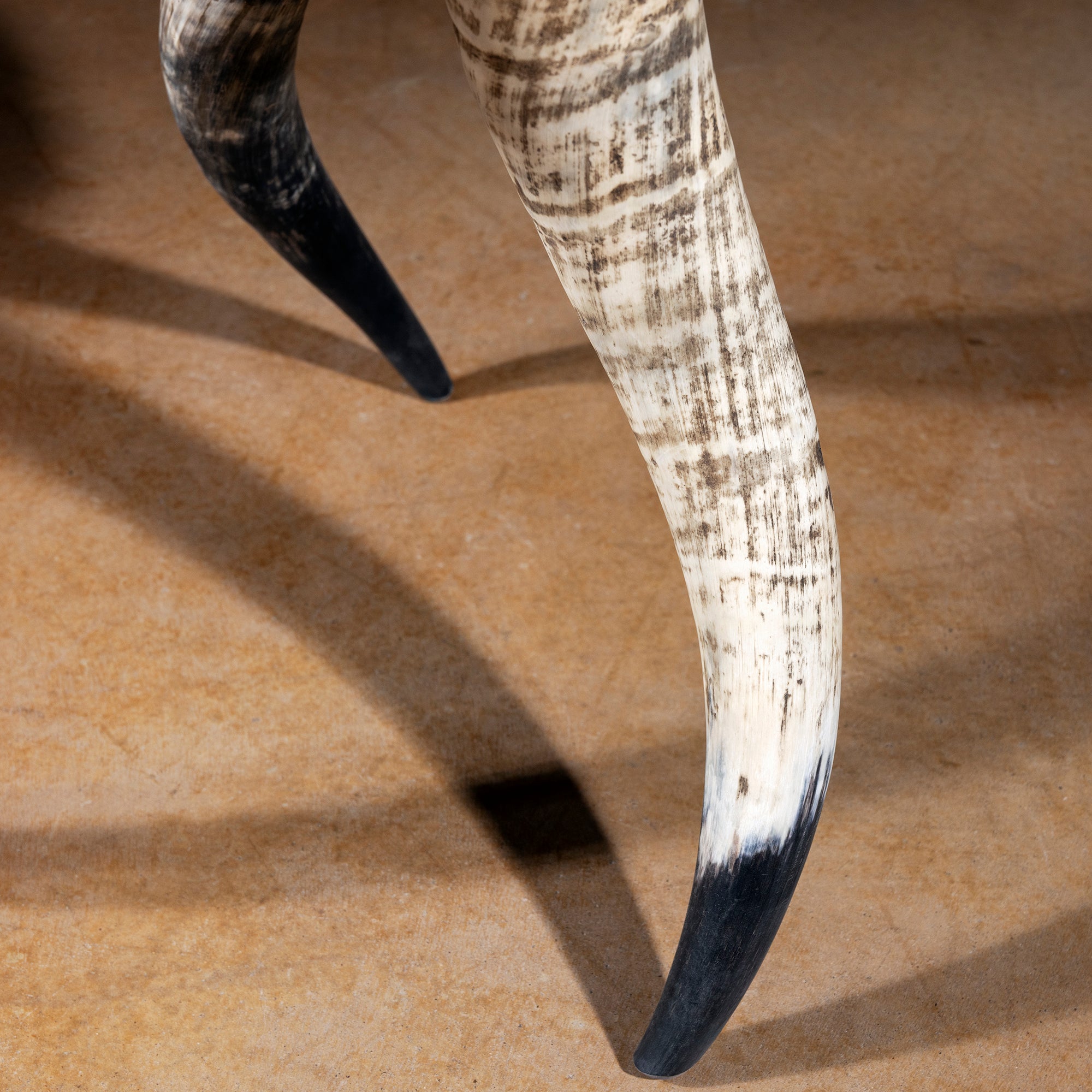 Closeup of natural horn leg base on horn-leg cowhide accent table, black-tipped horn detail