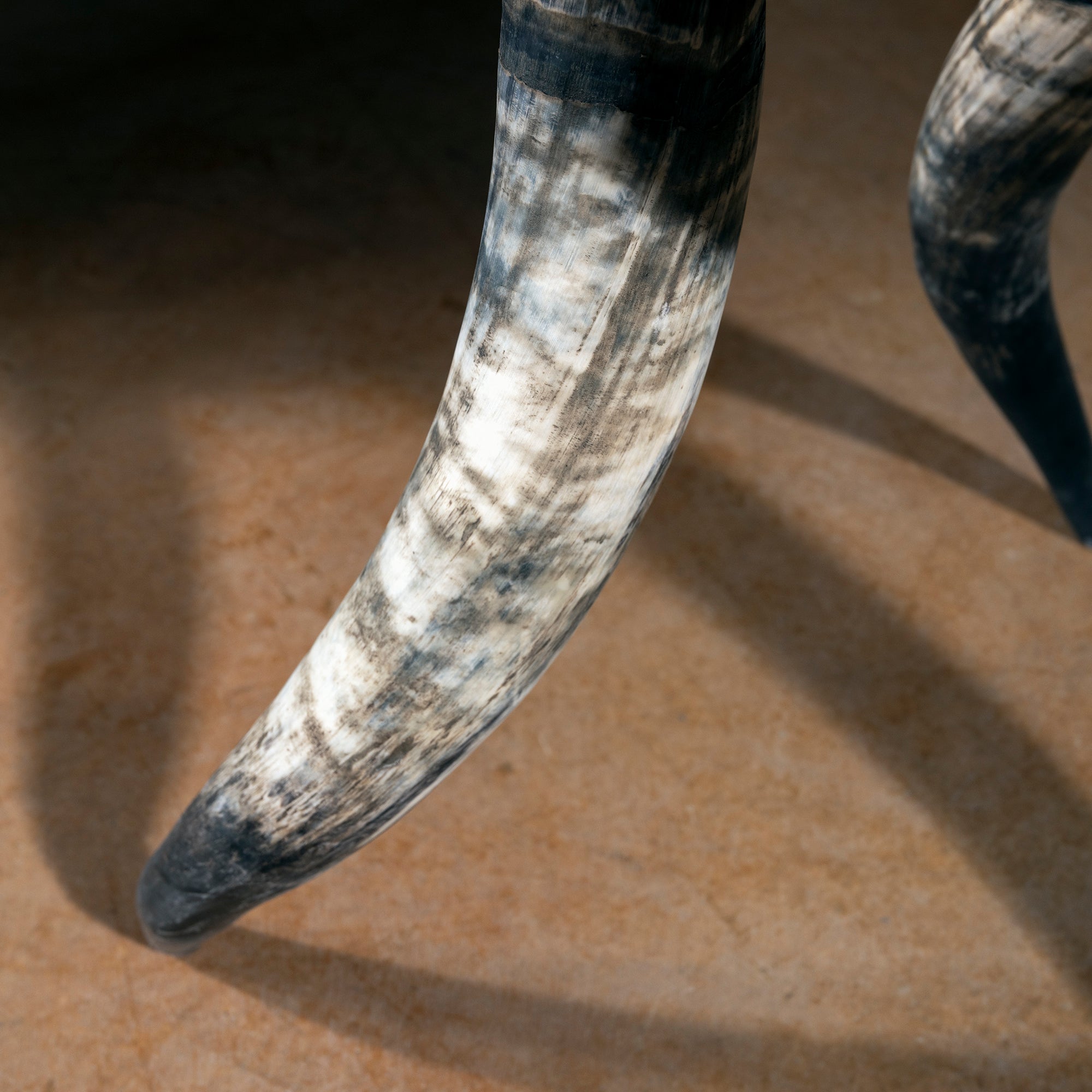 Detail of curved horn leg with natural striations on Western horn-leg side table