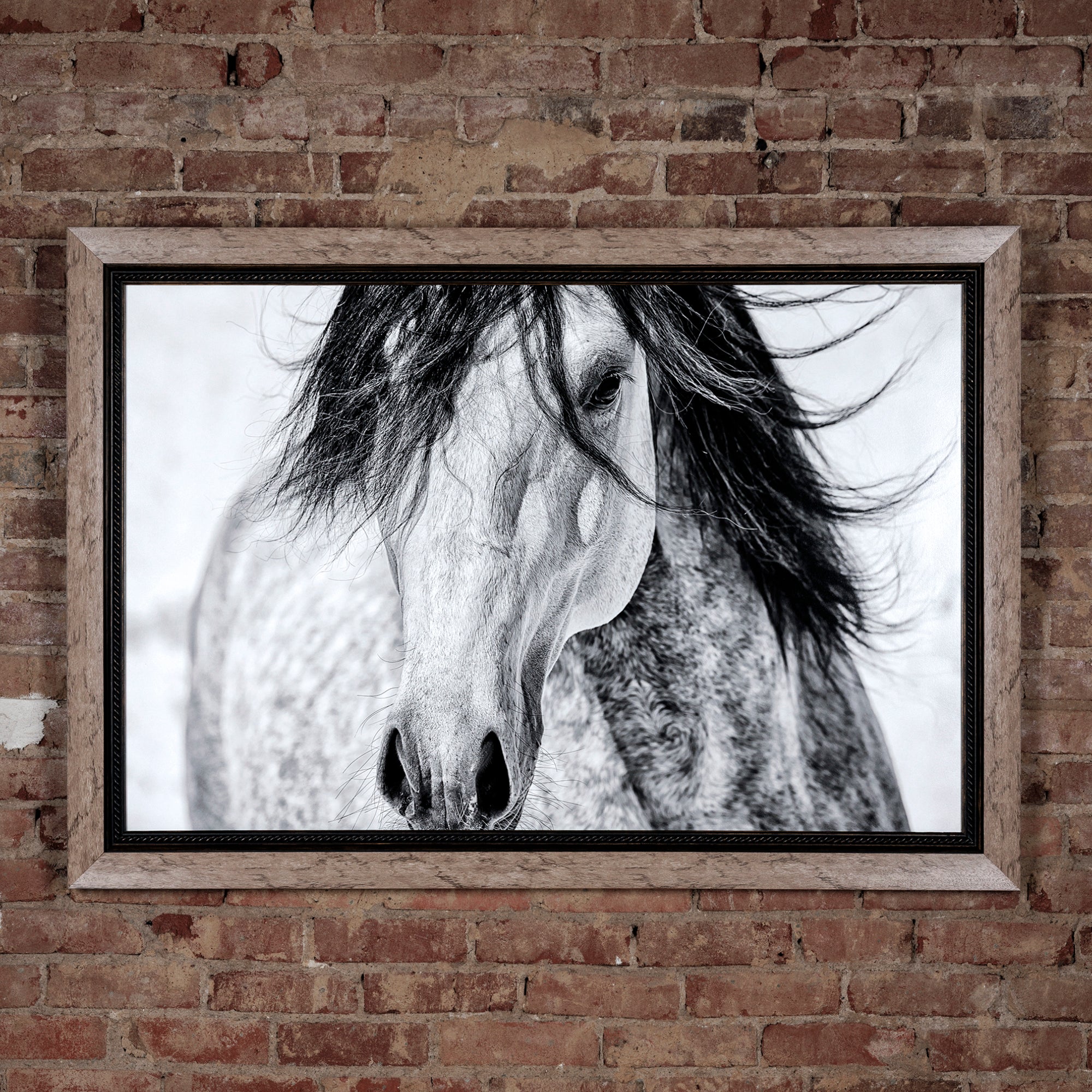 western black and white horse portrait