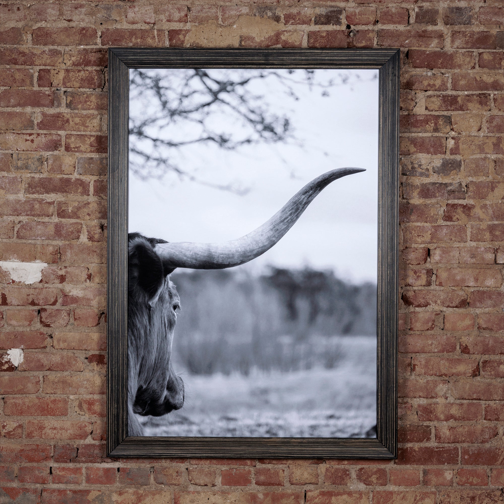 western black and white steer wall art