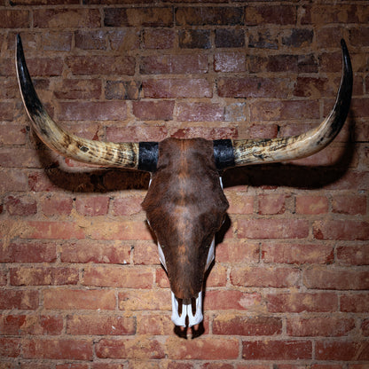 Hair-on hide longhorn skull with engraved leather horn caps mounted on brick wall