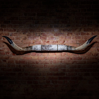 Mounted Longhorn Horns