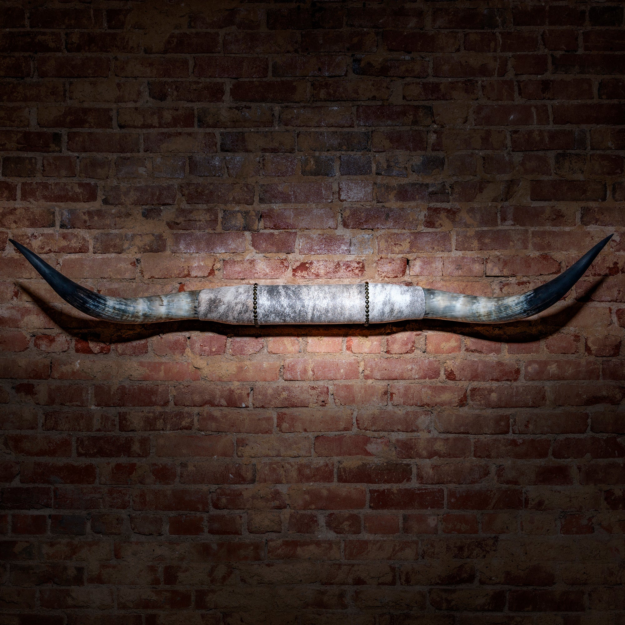 Mounted Longhorn Horns