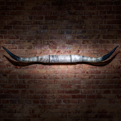 Mounted Longhorn Horns