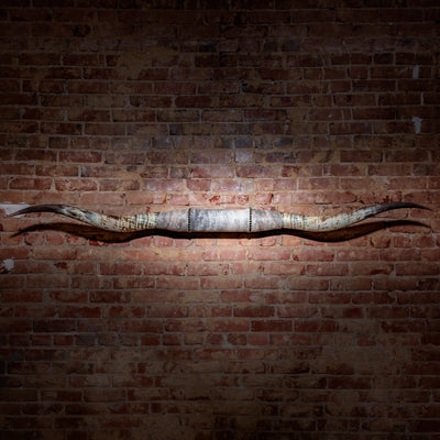Mounted Longhorn Horns