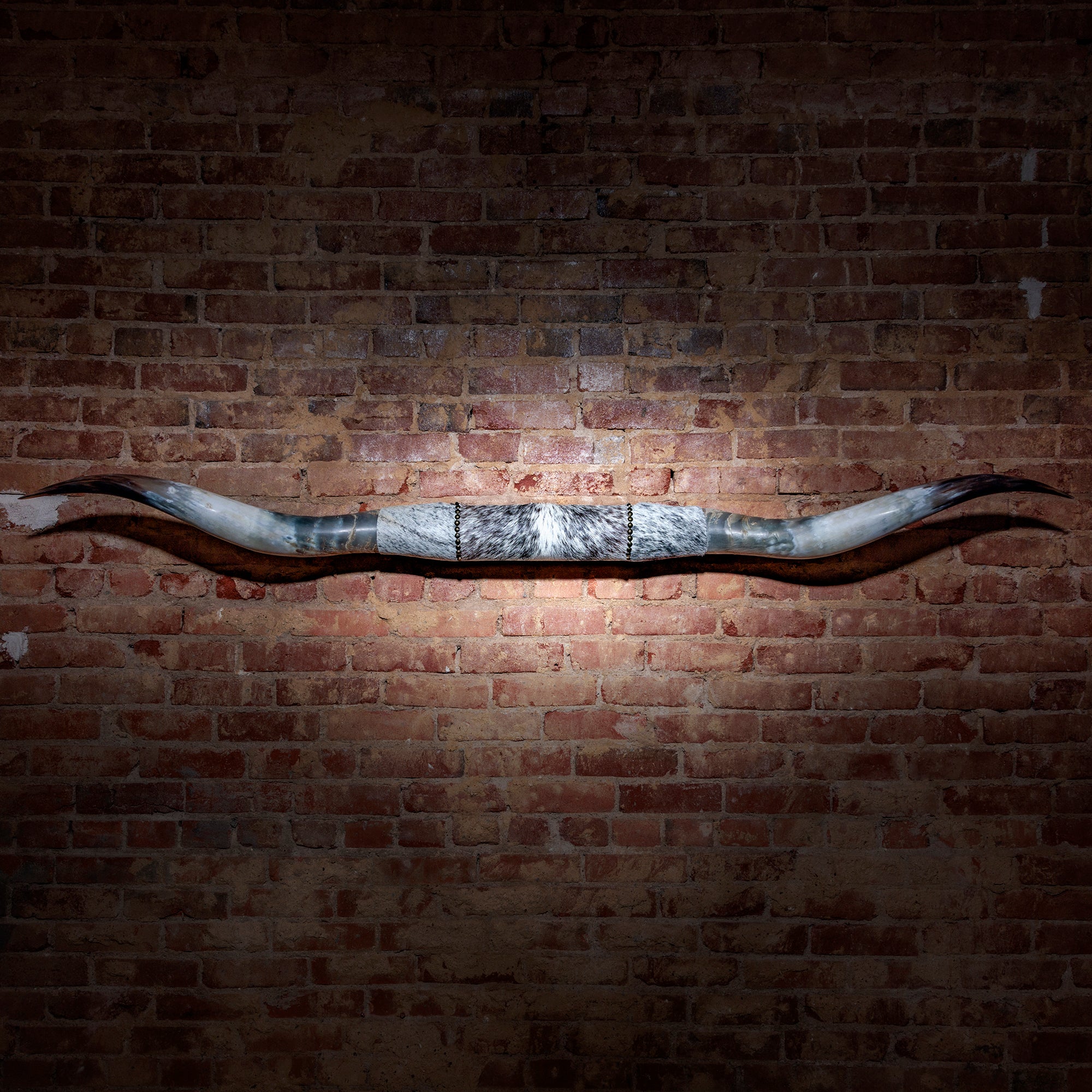 Mounted Longhorn Horns