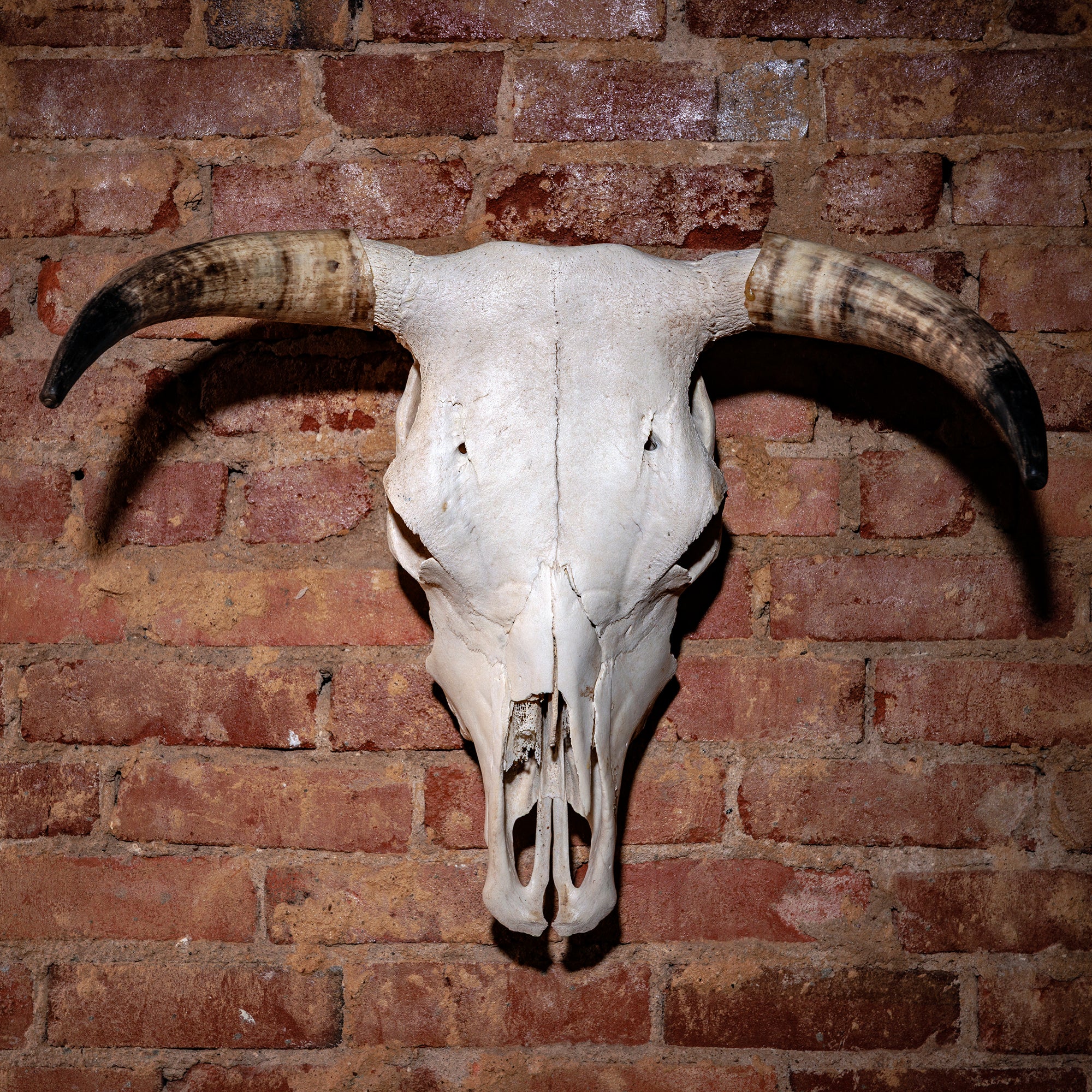 natural-bull-skull-wall-mount