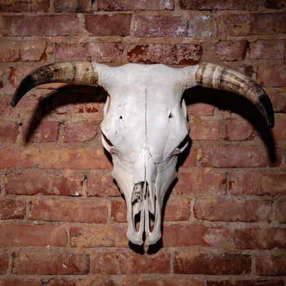 natural-bull-skull-wall-mount